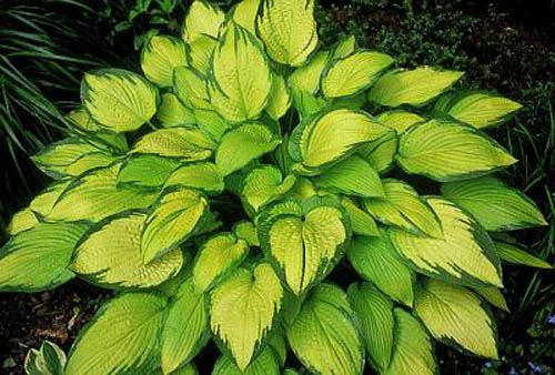 Hosta