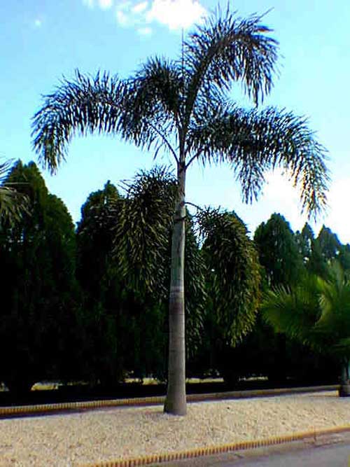 king palm