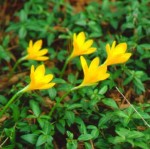 Sternbergia hybrid "Autumn Daffodil"